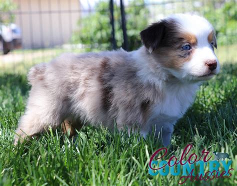 Sips Red Merle Female 3 | Color Country Aussies