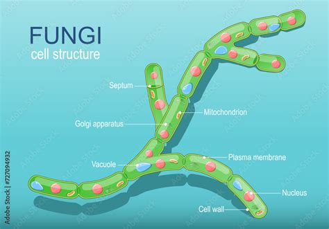 Fungi Cell Structure 的图像结果