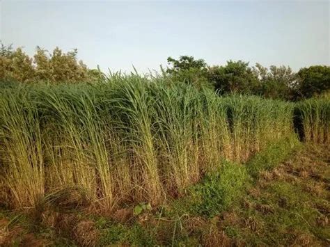 Fodder Seeds - Bhagya KDM1 Drumstick SEEDS Service Provider from Bengaluru