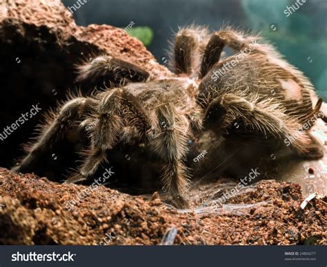 Goliath Birdeater Tarantula Eating A Bird