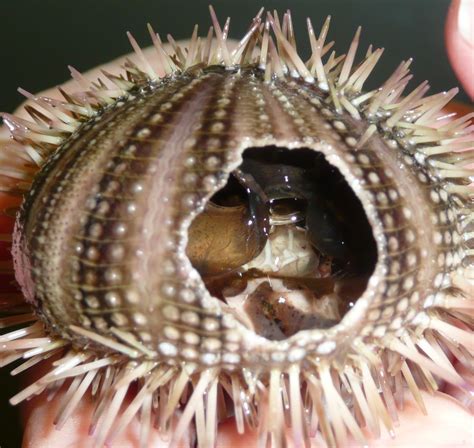 The Echinoblog: What (and How) do Sea Urchins Eat? Sea Urchin Feeding ...