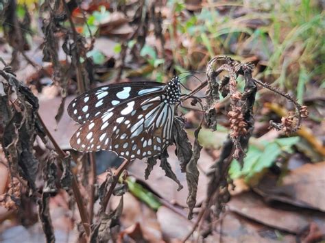 Tirumala limniace exoticus | Butterfly