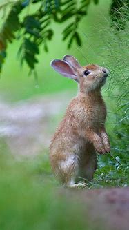 Image result for Baby Brown and White Bunny
