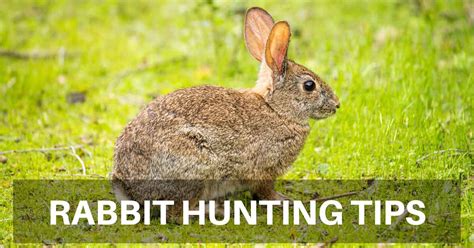 Rabbit Hunting Tips 的图像结果