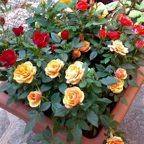 Buy Exotic 12 Roses Garden Pack online from Nurserylive at lowest price.