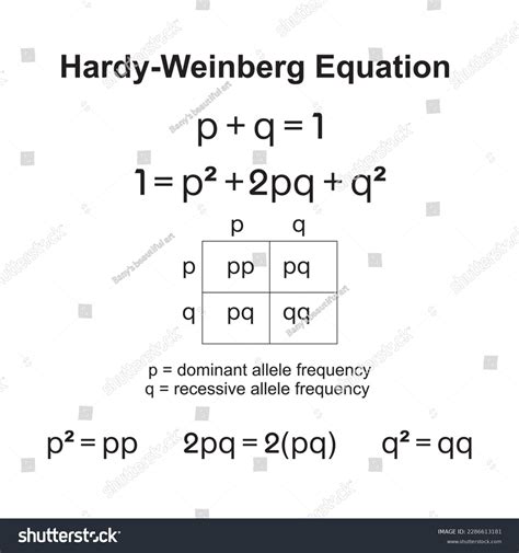 Hardy-weinberg Principle Known Hardy Weinberg Equilibrium Stock Vector ...