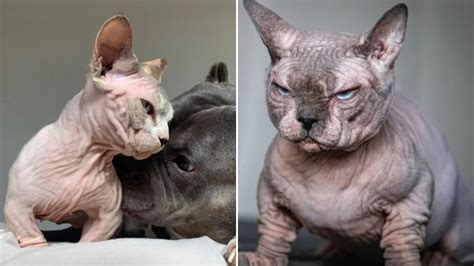 Disturbing world of hairless ‘XL Bully CATS’ bred to look like muscular ...