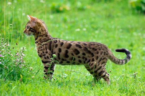 Bengal Cats – A Complete Guide to Personality Traits, Appearance, Care, Health, and Ownership ...