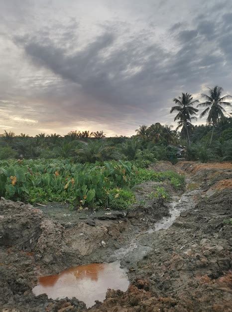 Landscape scene of the wild taro vegetation land | Premium Photo