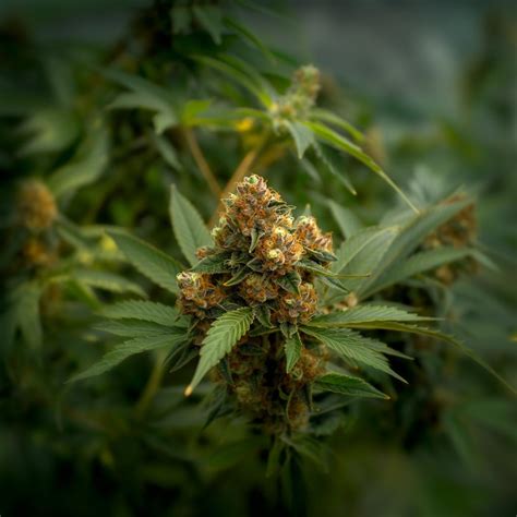 Sour Dubble Weed Strain Information & Effects