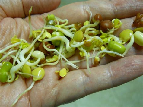 Apartment Dweller: Sprouting Beans