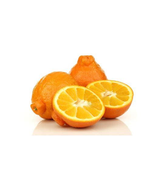 Tangelo ''Minneola'' (Citrus x tangelo) Grafted tree - ORDER HERE ...