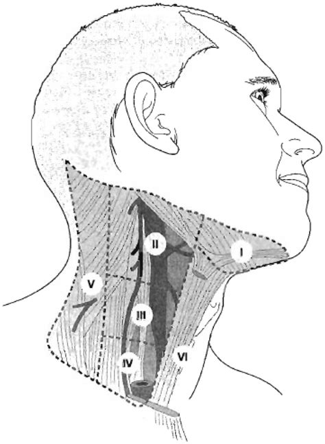 Cervical Lymph Nodes Zones