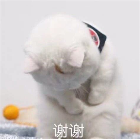 抱住你乱啃 - 可爱猫猫动图表情包：亲亲我的宝贝_撩妹撩汉_猫咪表情 - 发表情 - fabiaoqing.com