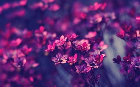 Purple Flower Desktop Wallpapers - Top Free Purple Flower Desktop ...