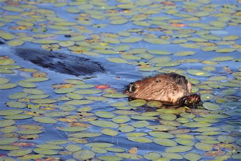Inside A Beavers Dam