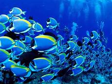Moving Fish Wallpaper by Hd Wallpapers Moving Fish Wallpapers Moving Fish Wallpaper