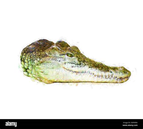 Alligator Head Drawing