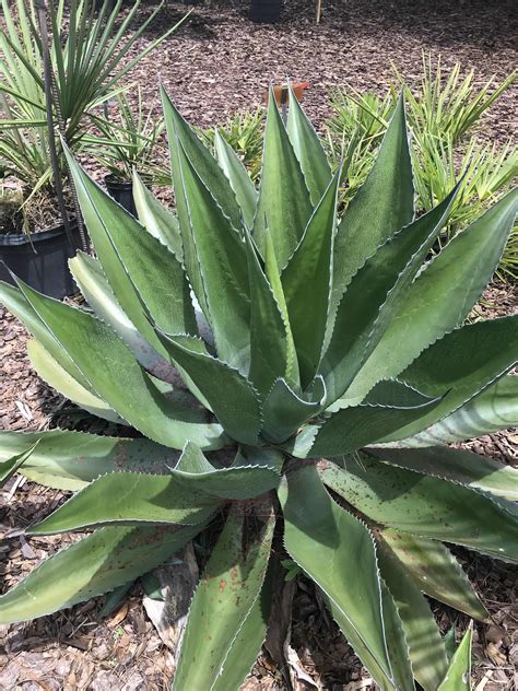 Types Of Agave Plants - Plant Ideas