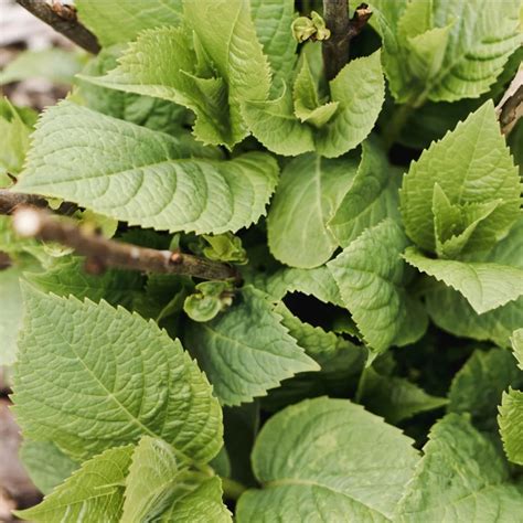 Image result for Pre-Spring Hydrangea Care