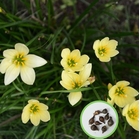 Buy Best Quality Rain Lily Yellow Flower Bulbs Online - Organic Bazar