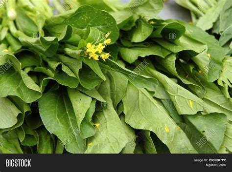 Chinese Mustard Greens Plant
