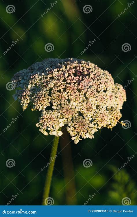 Dry Apiaceae Or Umbelliferae Family Plant Close-up On Clear Light Blue ...