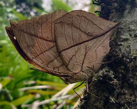 Kallima inachus inachus | Butterfly