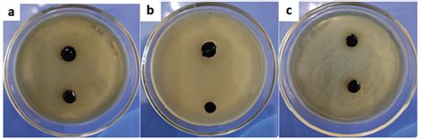 Nanoarchitectonics of a Skin-Adhesive Hydrogel Based on the Gelatin ...