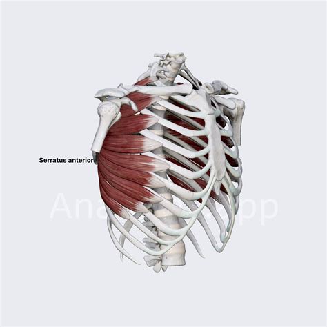 Serratus Anterior Muscle
