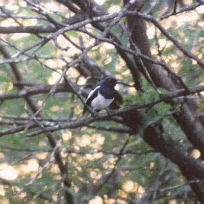 ORIENTAL MAGPIE ROBIN
