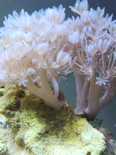 Fragging/Pruning Pulsing Xenia - Coral Forum - Nano-Reef Community