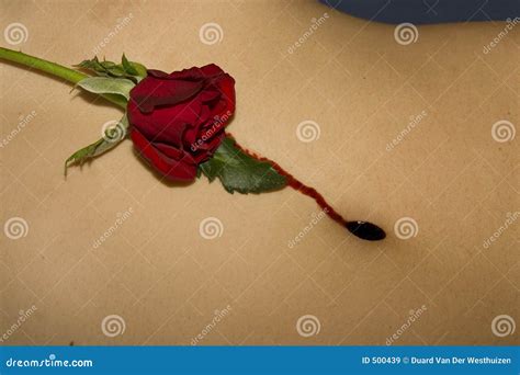 Bleeding rose with navel stock image. Image of bleeding - 500439