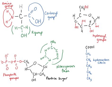 Image result for Biomolecules Explained