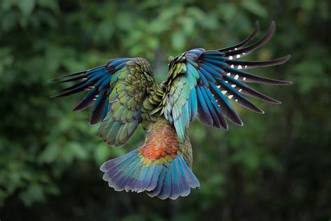 Flying colorful bird wallpapers and images - wallpapers, pictures, photos