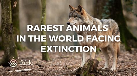 28 of the Rarest Animals in the World Facing Extinction | Fahlo