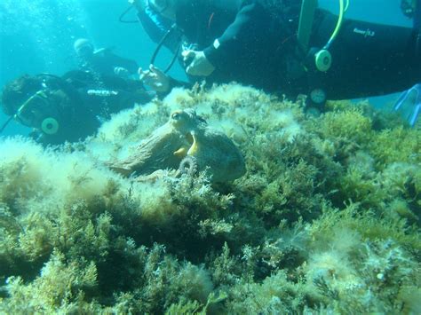 SEA HORSE SCUBA DIVING CENTRE (2026) All You Need to Know BEFORE You Go ...