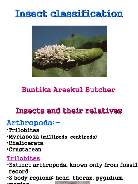 Insect Order Classification Chart 的图像结果