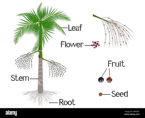 An illustration showing parts of acai palm tree on a white background ...