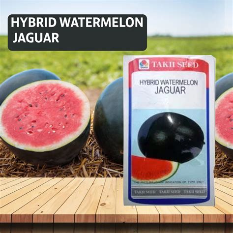 Taki Jaguar Watermelon F1 Seeds - 10 GM – Agriplex
