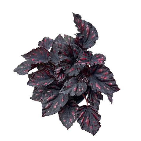 Rex Begonia Madagascar Live Plant – veliyathgardens