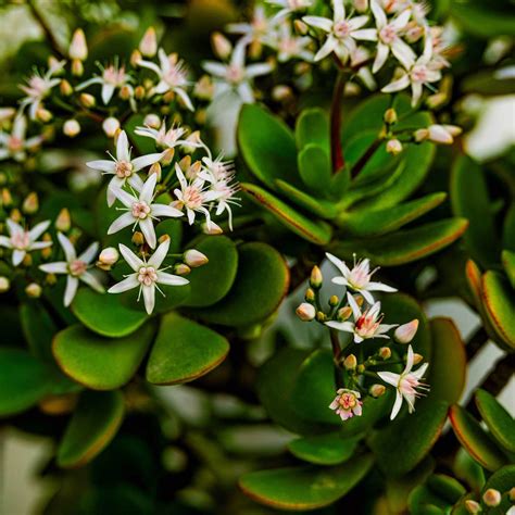 Crassula ovata - Jade Plant | Western Star Nurseries