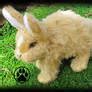 Image result for Cute Mini Lop Bunny