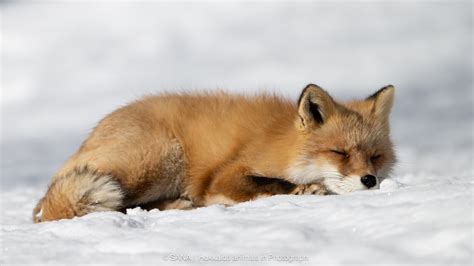 Wildlife In Hokkaido
