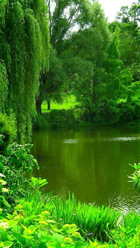 Simple Nature 的图像结果