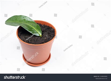 Planted Pot Earth Cuttings Houseplant Jasmine Stock Photo 2198040685 | Shutterstock