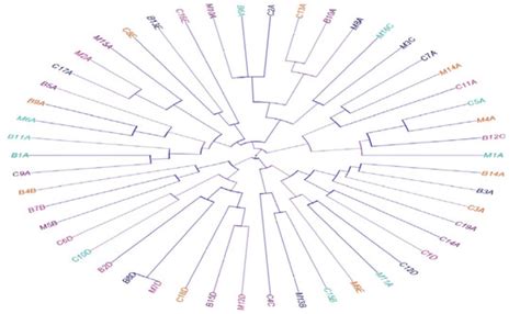 Clostridium perfringens Associated with Foodborne Infections of Animal ...