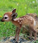 Image result for Top Ten Cutest Baby Animals