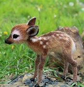Image result for Cute Baby Deer