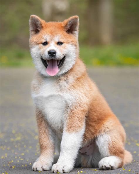 35 Adorable Dog Breeds With Pointy Ears (With Pictures)